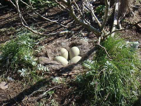 アイスランドで見たアイダーダックの卵
